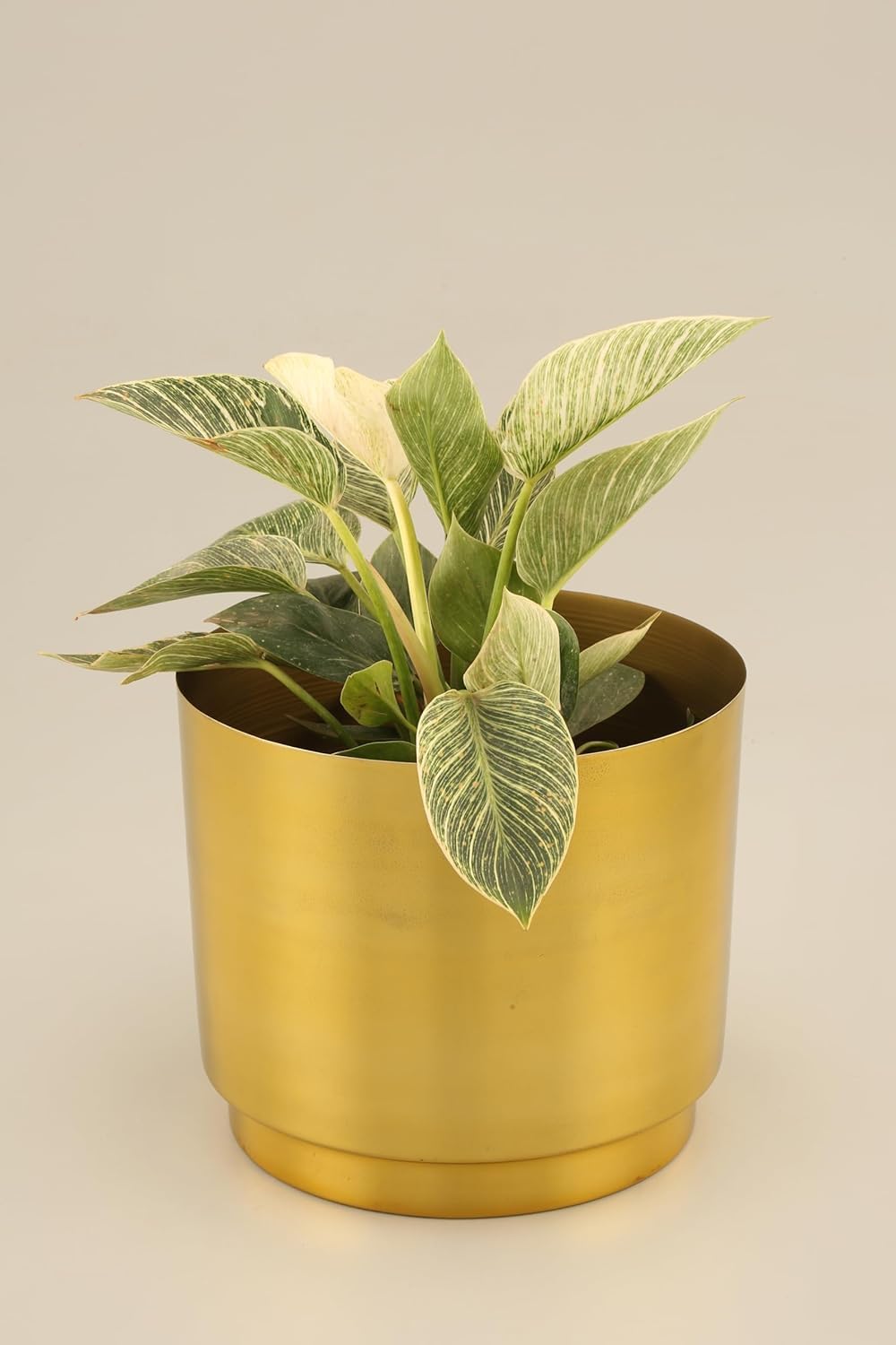 Rust & Shine TeraTreasure Pot - Gold Finish | Durable & Elegant Plant Pot for Home, Office and Balcony Decor | with Study Construction | Modern Aesthetic Plant Pot - 10 x 9 Inches (B0D6W8RNPJ) Amazon Price History, Amazon Price Tracker
