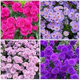 1000+ Dutch Aster Seeds for Planting - Perennial Hardy Flower, Butterfly Magnet & Pollinator Friendly, with Vibrant Blooms, Ideal for Outdoor Home Gardens & Flower Beds