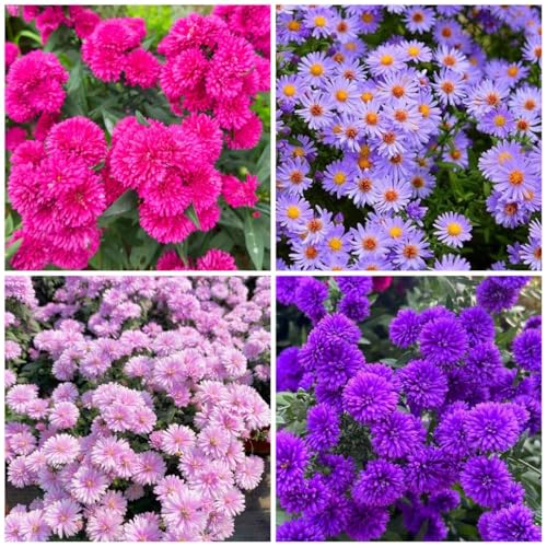 1000+ Dutch Aster Seeds for Planting - Perennial Hardy Flower, Butterfly Magnet & Pollinator Friendly, with Vibrant Blooms, Ideal for Outdoor Home Gardens & Flower Beds