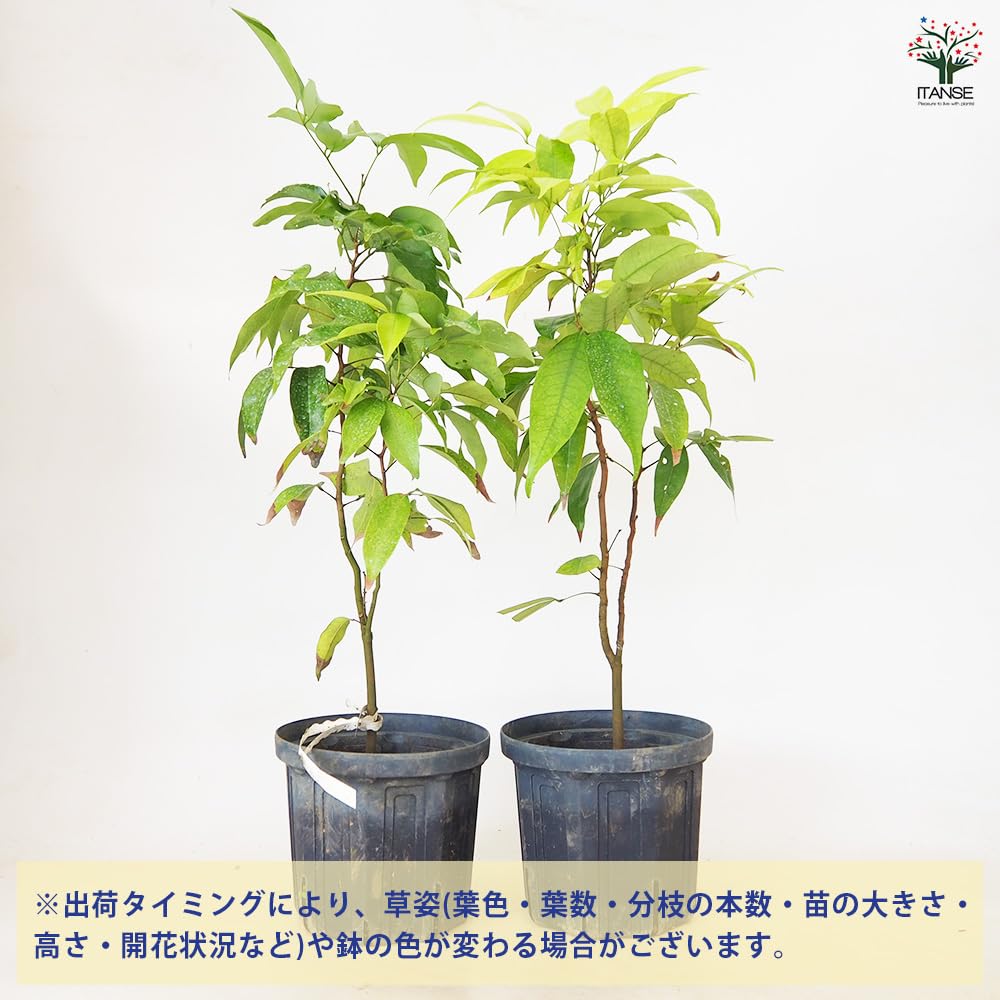 Amazon.co.jp: ITANSE ライチの苗木 ジャカパット 4号 1個売り