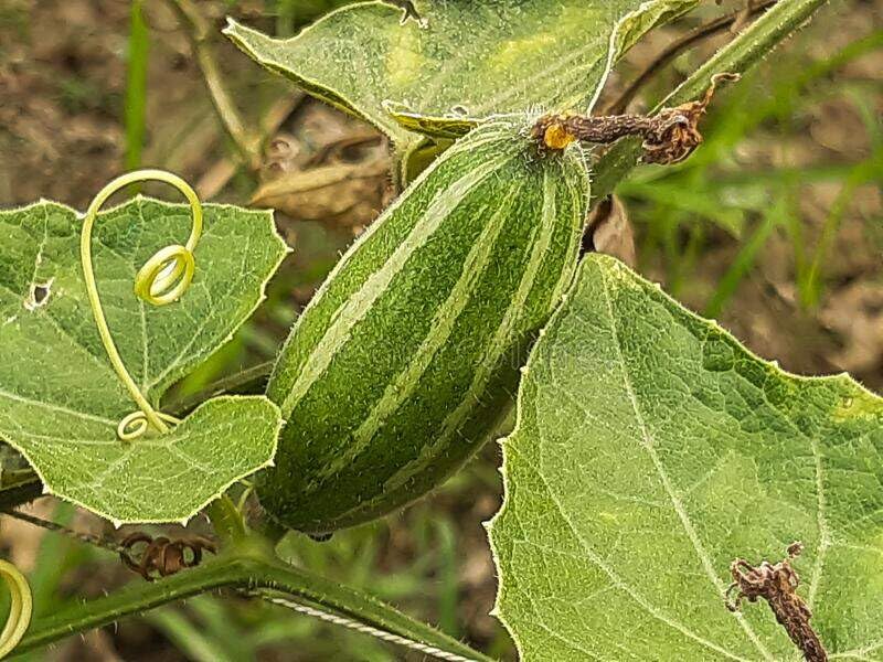 Pointed gourd plant root live || root for pointed gourd live plant pack of 6 (B0CK7ZD1C5) Amazon Price History, Amazon Price Tracker