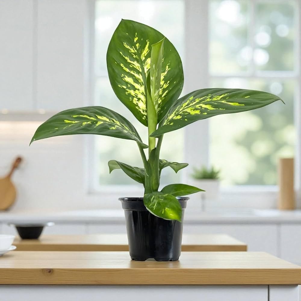 Dieffenbachia Live Plant Pack of 1, Dumb Cane Indoor Decorative Plant, Beautiful Variegated Foliage Houseplant, Low Maintenance Green Plant for Homes-picture-25