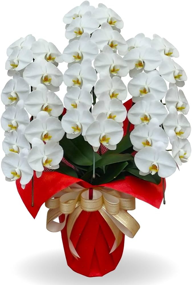 Amazon｜生花 胡蝶蘭 大輪白3本立ち 33輪以上 ギフト お祝い 開店祝い