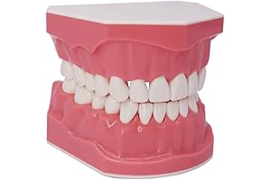 Dental Tooth Model for Comprehensive Oral Hygiene Education and Practice