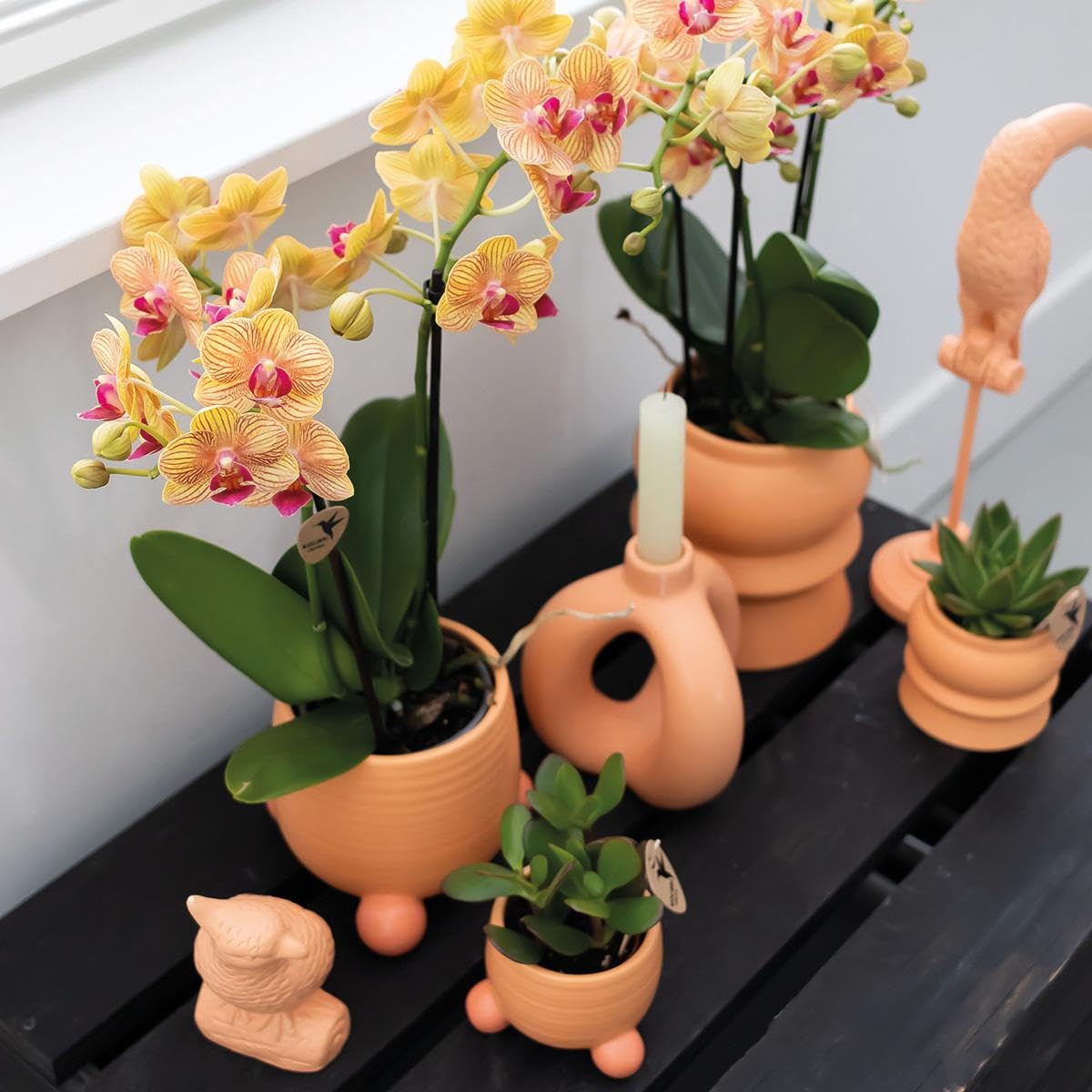 Kolibri Orchidées | Orchidée Phalaenopsis orange - Jamaïque + Happy Face Pot décoratif Peach - Taille du pot Ø 9 cm - 40 cm de haut | Plante d'intérieur à fleurs dans un pot de fleurs - Frais du