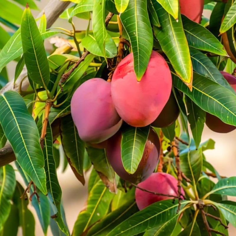 See full amazon price history chart for Miyazaki Mango Plant Original Rare Grafted Live || pack of 1 Miyazaki Mango Plant Original Rare Grafted Live || pack of 1 (B0D1YHGSCP) Amazon Price History, Amazon Price Tracker