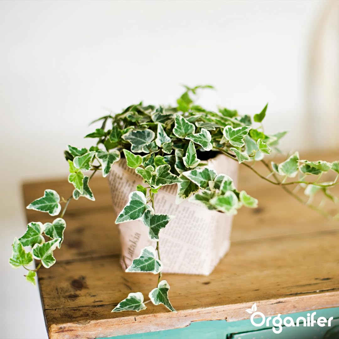 Fertilizante Líquido - 10L - Para Hiedra - NPK 2-1-8 | Crecimiento Saludable Y Plantas Robustas - Organifer