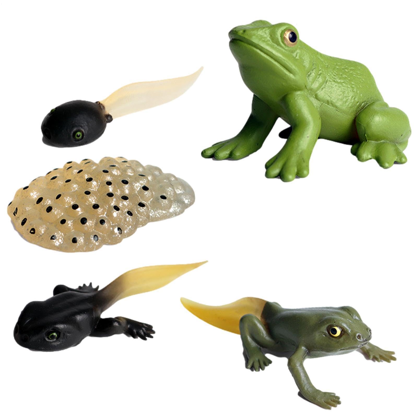 Frog Life Cycle Toy, Simulated Butterfly Life Cycle Figurines, Realistic Frog Growth Educational Toys, For Science Learning Teaching Resources