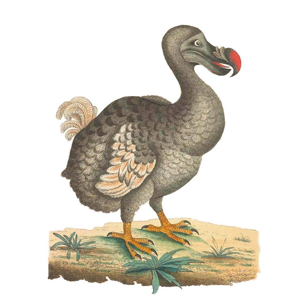 Wee Blue Coo Bird Dodo Vintage Illustration Art Print Poster Wall Decor 12X16 Inch