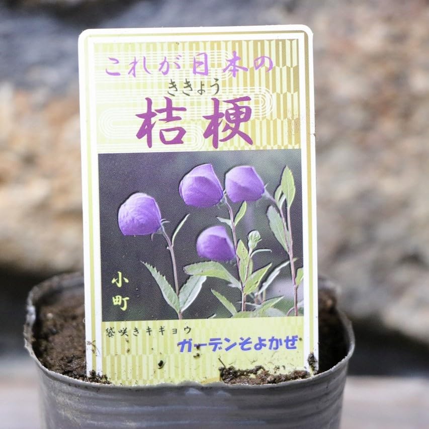 Amazon.co.jp: ノーブランド品キキョウ江戸の桔梗花壇地錦抄小町咲き紫