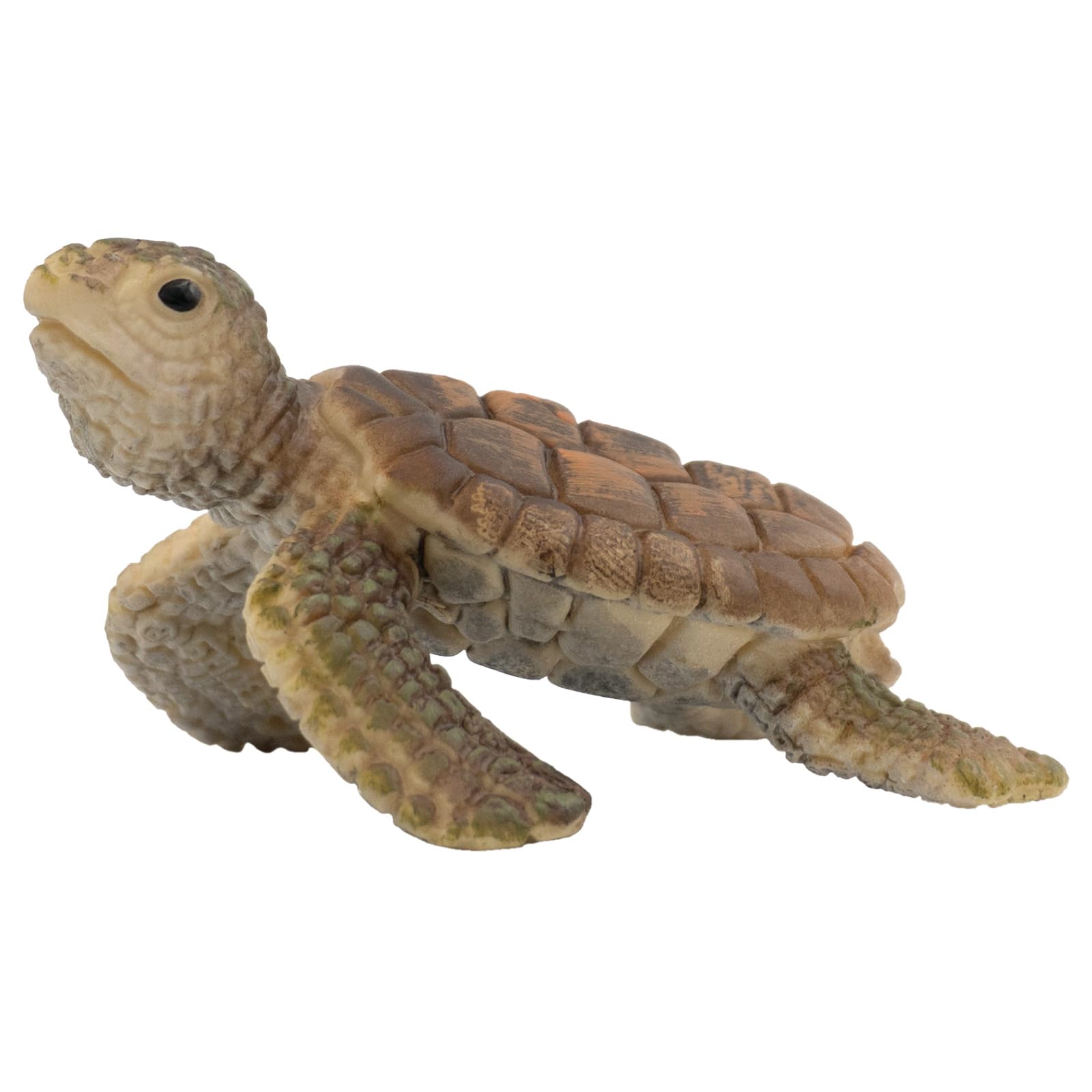 Schildpad tekenen realistisch: handleiding voor beginners