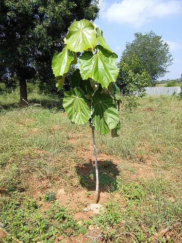 Miniatura 5 de 1141B-Dinner Plate Tree (Pterospermum acerifolium) Semillas de Robsrareandgiantseeds UPC0764425787662 Bonsai, sin OMG, orgánica, plantas históricas,