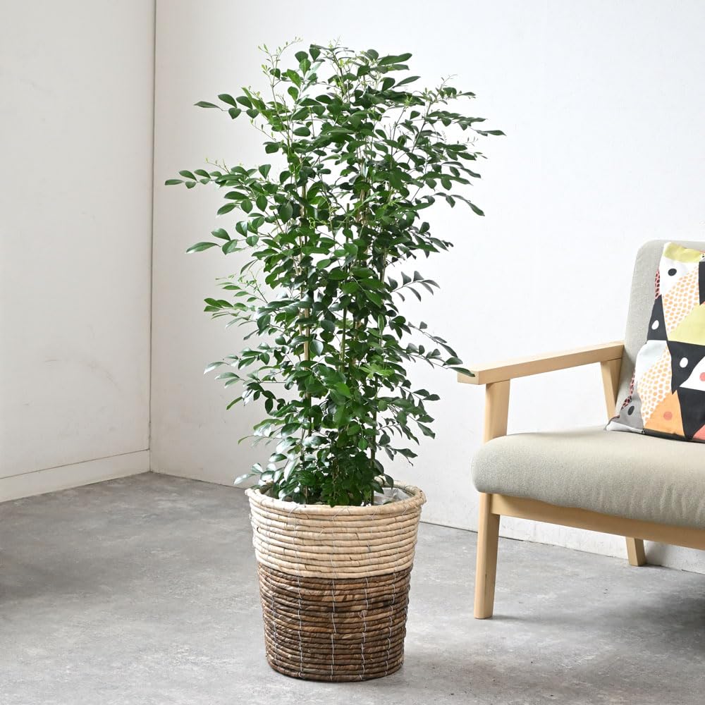Amazon｜観葉植物 本物 シルクジャスミン ゲッキツ 8号 【ツートーン鉢