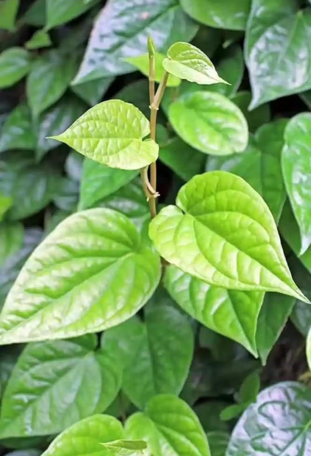 Live Pan Betel Leaf Plant - Healthy Paan Vine -2 Live Pan Betel Leaf Plant - Healthy Paan Vine -2