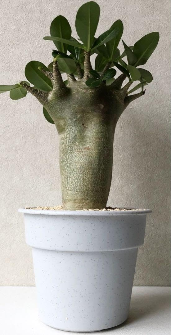 アデニウム 塊根植物 観葉植物好き 鉢ごと発送 特大 アデニウム 塊根植物 観葉植物好き 鉢ごと発送 特大