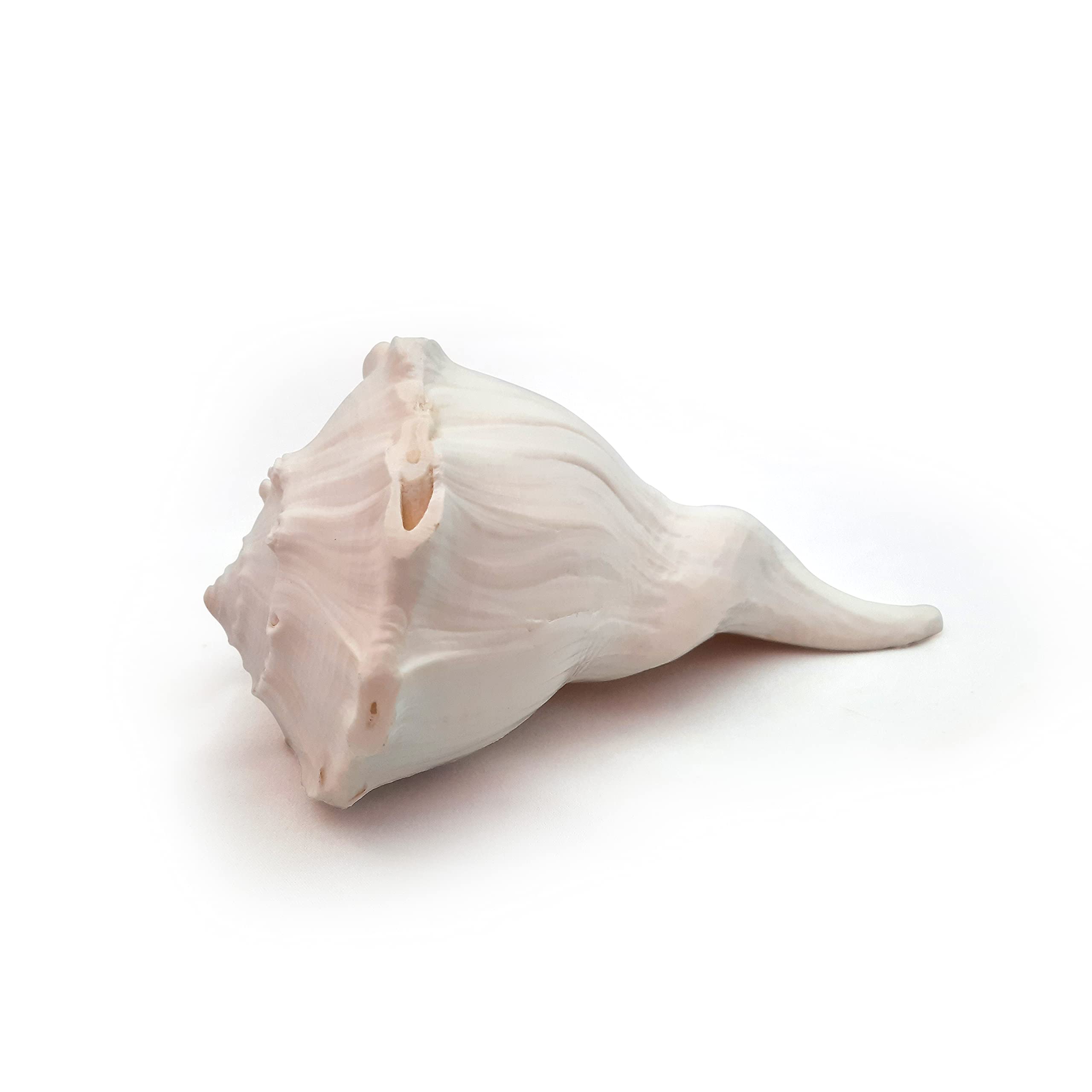 Mitaksi Crafts - Crafts and Artisans - Crafting your Curiosity Right Shank | Dakshinavarthi shankh ||Valampuri Sankh || White || Size – 16 to 18 CM