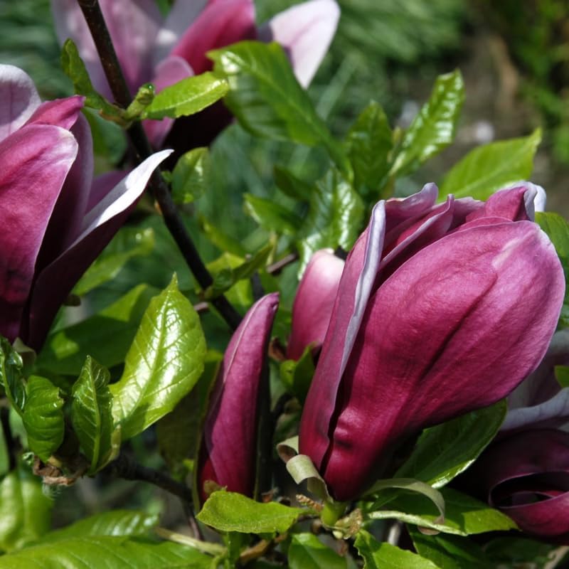 2 Ann Magnolia Trees Live Plant 6-12" Tall, in Pot, Fragrant Magnolia Plant Live for Planting Indoor Outdoor, Beautiful Magnolia Flowers Tree, Deep Purple Red Magnolia Flowers