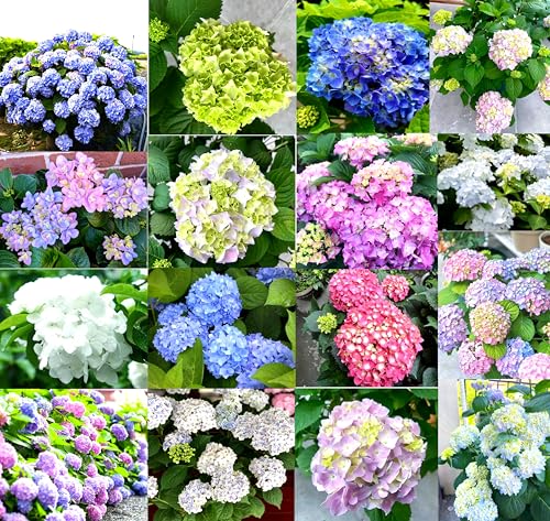 50PCS Mixed Color Hydrangea Seeds Beautiful and Hardy Perennial Flower Seeds Heirloom