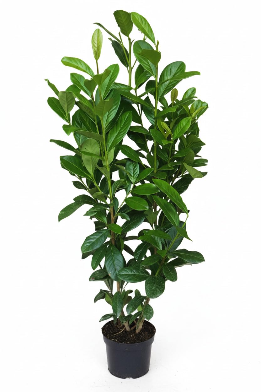 10 Kirschlorbeer Pflanzen, Prunus Novita, Höhe: 100-120 cm