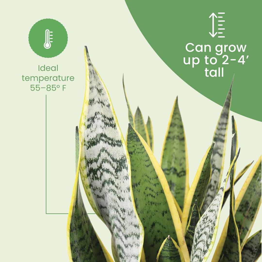 Amazon.com: American Plant Exchange Snake Plant Bundle – Large 10