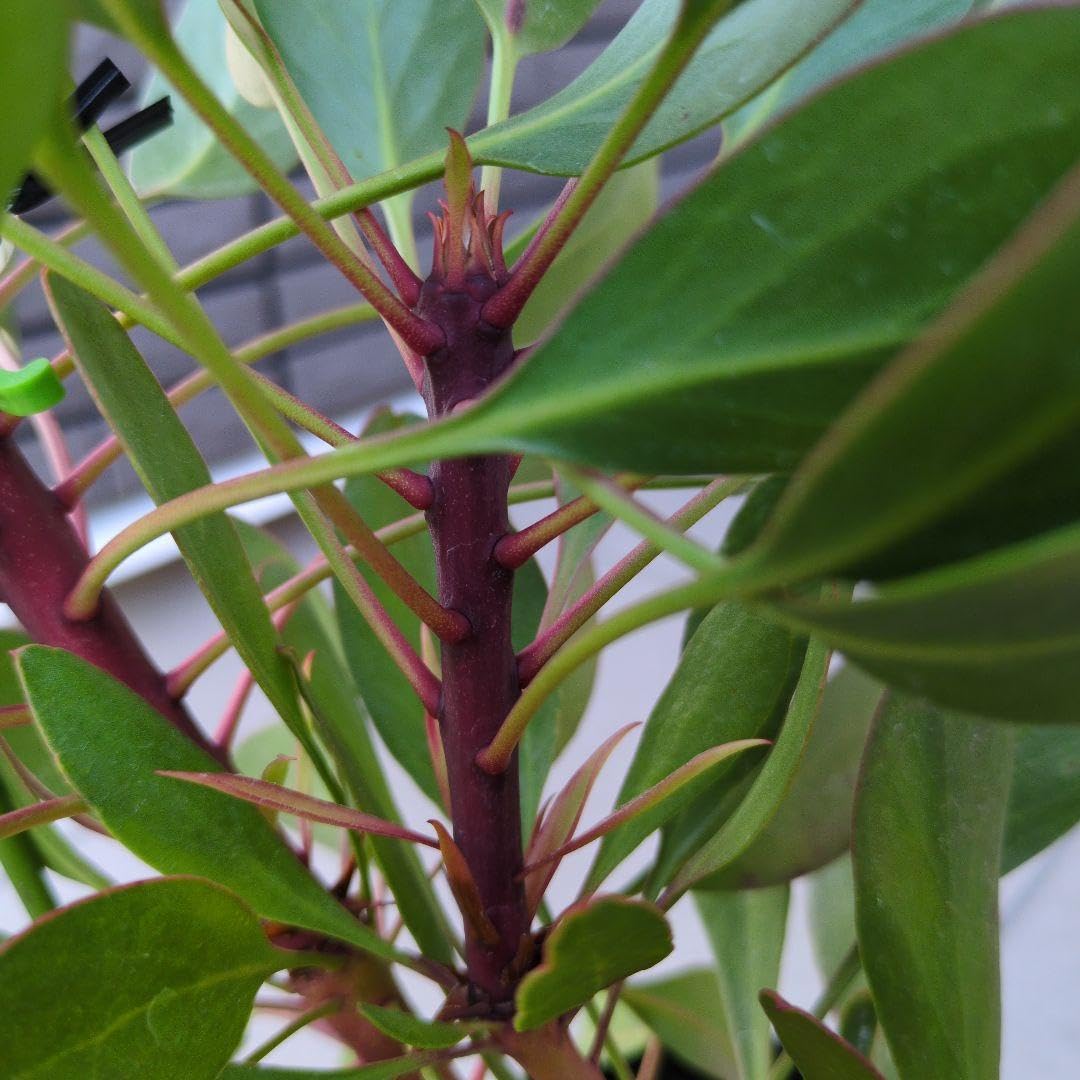 Amazon.co.jp: 花芽付き 花苗 キングプロテア リトルプリンス 5号鉢 