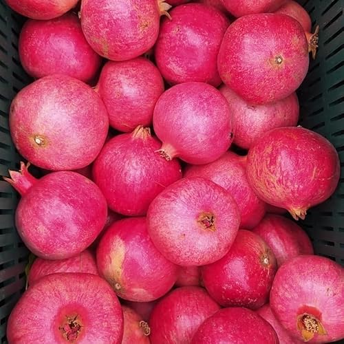 CORNEDOR-GranatapfelSirup | Nar Eksisi | 250 ml | Sirup, Dressing, Marinade, süß-saure Soße | Einzigartige süß-saure Balance | Ohne Zuckerzusatz,Konservierungsstoffe und künstliche Aromen