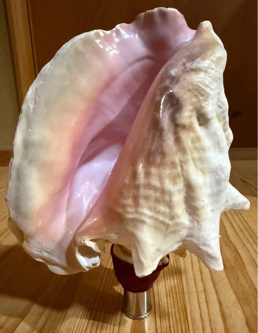 古代桃色は法螺貝(ピンク貝)法螺貝 ほら貝 ホラガイ 希少古代特大肉厚