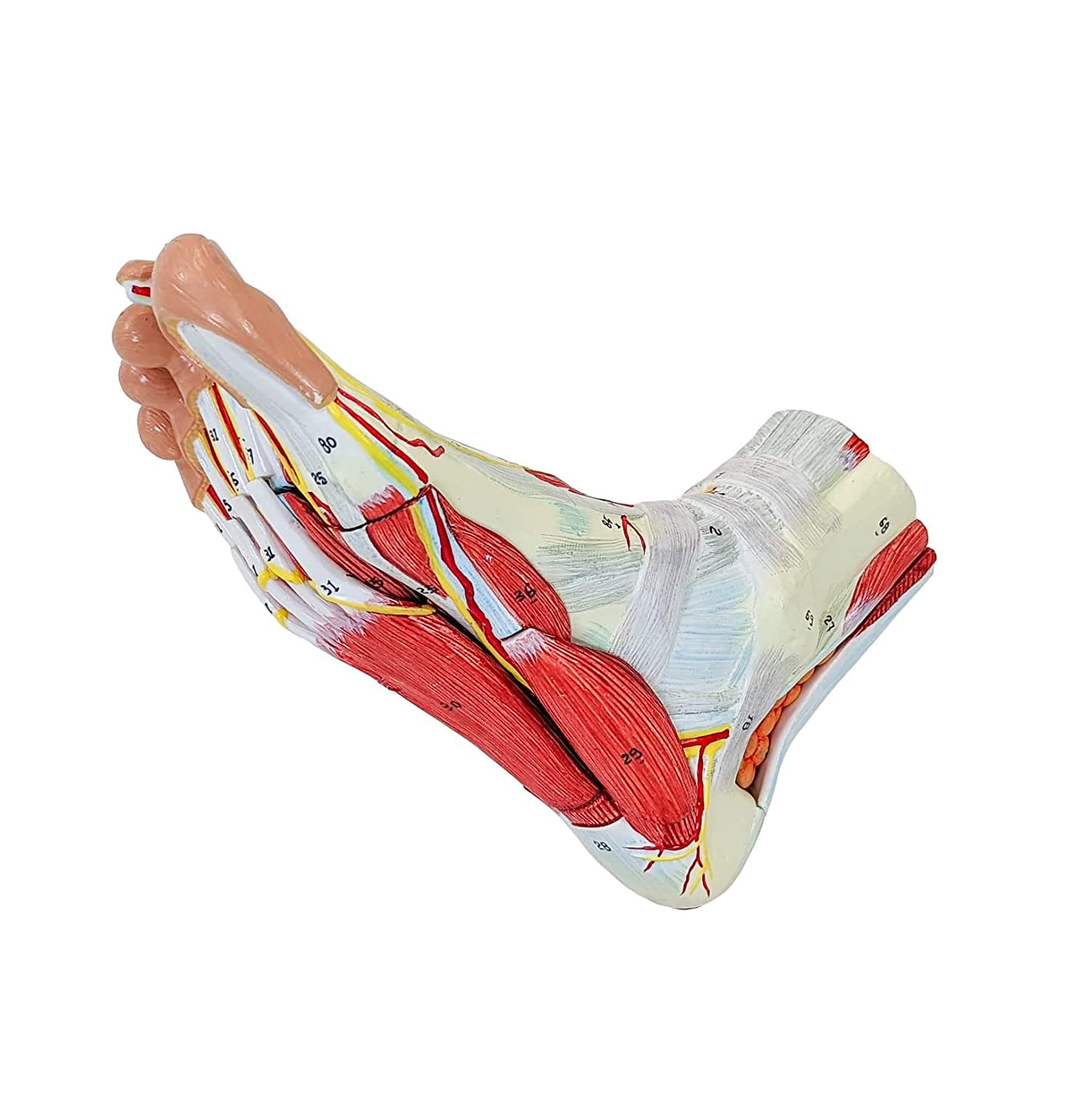 Amazon.co.jp: 人間の足のレプリカは、筋肉、靱帯、神経、動脈を備えた