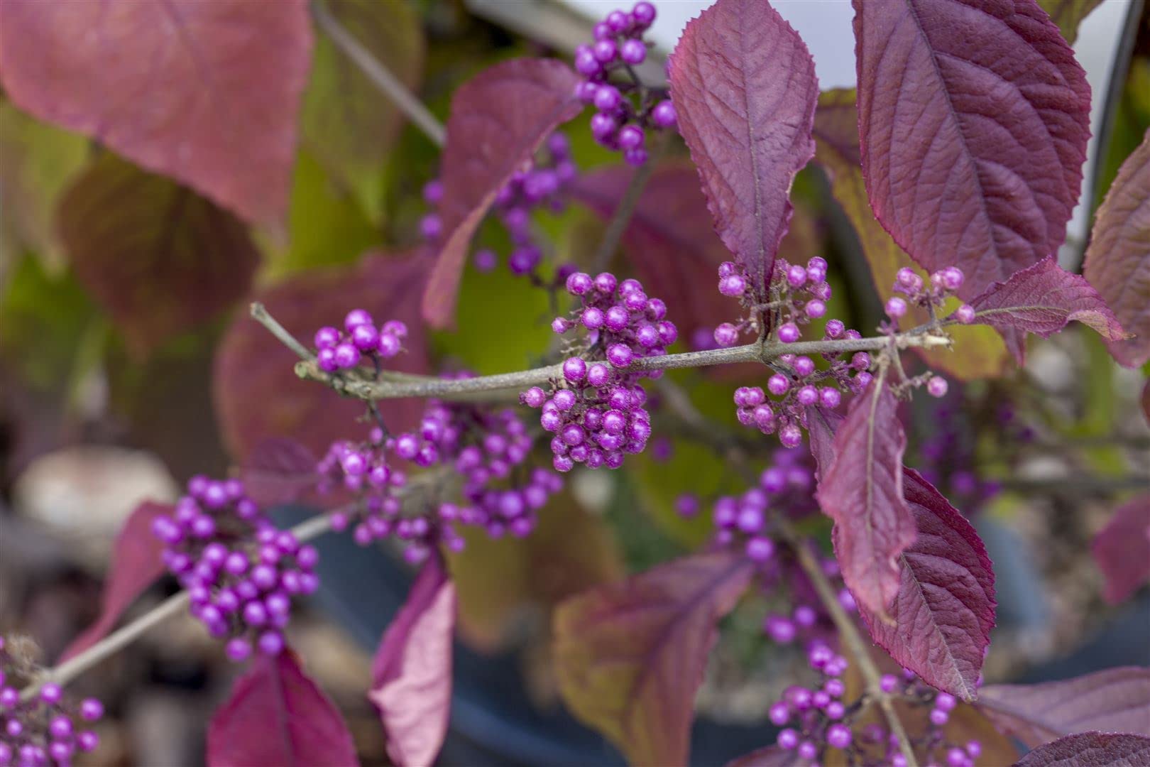 Liebesperlenstrauch Callicarpa bodinieri Profusion 125-150 cm winterhart