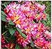 Produktbild Tomasa Samenhaus- Garten-Azalee Glowing Selten Rhododendron Azalee Samen Blumensamen immergrüne exotische Blumen winterhart mehrjährig für Balkon, Garten
