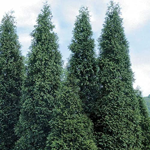 40 Thuja Green Giant Arborvitae Trees/Shrubs - 6-12" Tall Seedlings - Live Plants - 2.5" Pots #TOP3