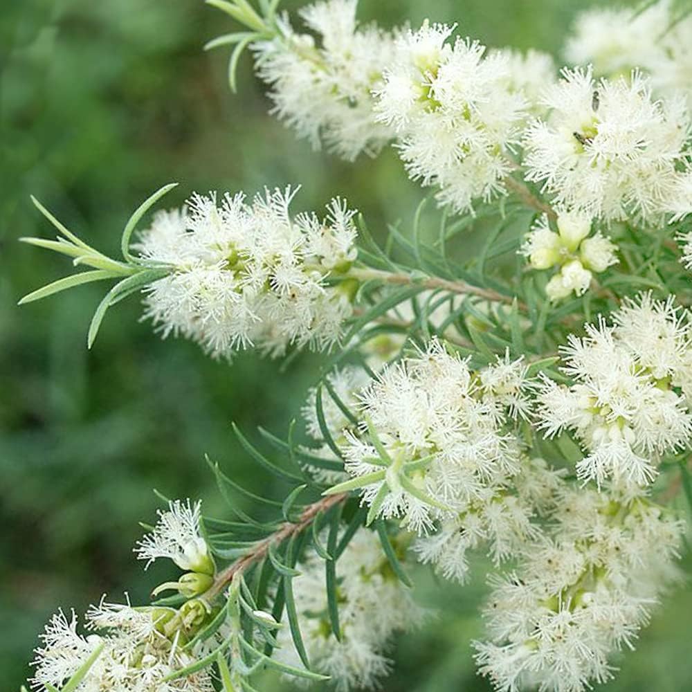 メラレウカ メディカルティーツリー6号学名 Melaleuca Alternifolia Maidenbetche Cheel フトモモ科メラレウカ属 半耐寒性常緑低木 原生地 オーストラリア 別名 ティーツリー カリステモンやユーカリに似た植物で オーストラリア原産のネイティブプランツ アロマ