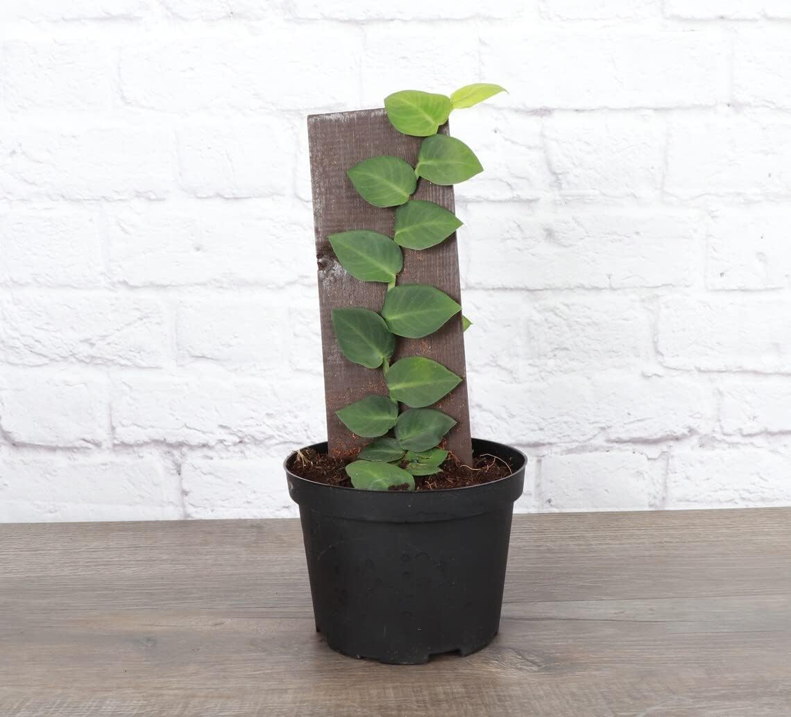 Thorsen's Greenhouse Live Shingle Plant, Rhaphidophora