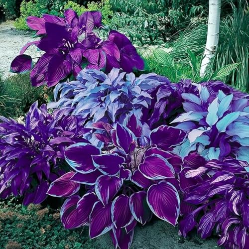 Imperial Hosta Bulbs in Bulk - Hardy Perennial, Potted Plants & Breathtaking Blooms, Perfect for Stunning Garden Displays-6 Bulbs-I