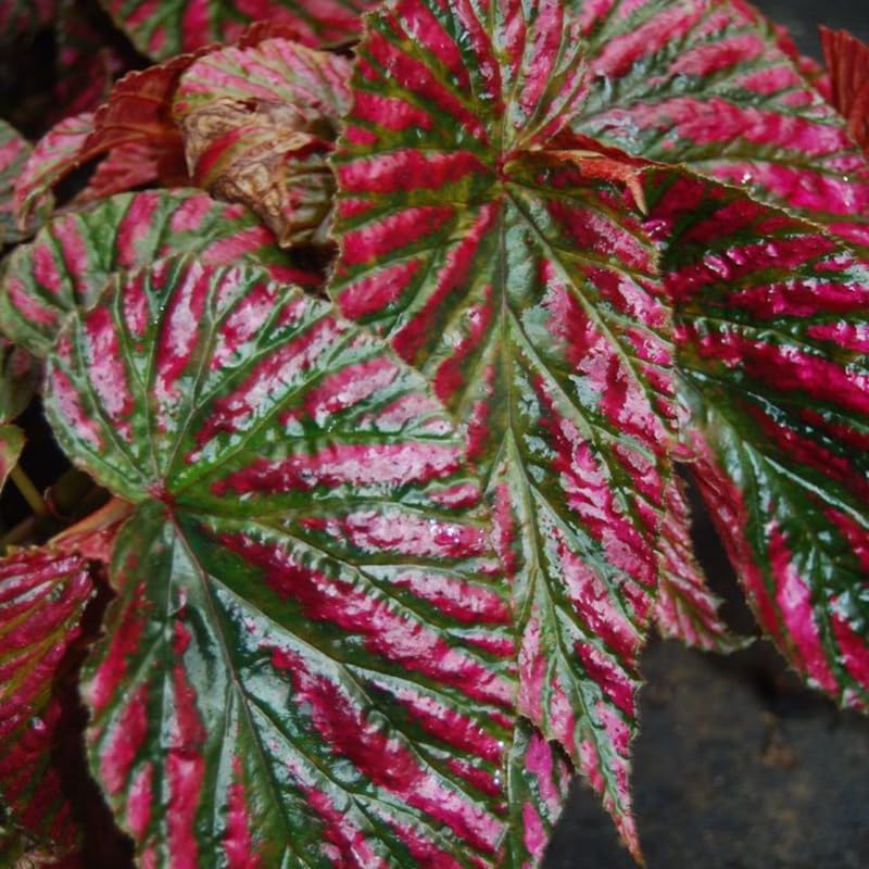 Miniatura 5 de Planta de begonia viva, planta de begonia bien enraizada de 4 a 7 pulgadas, follaje colorido vibrante, planta de interior de fácil cuidado para