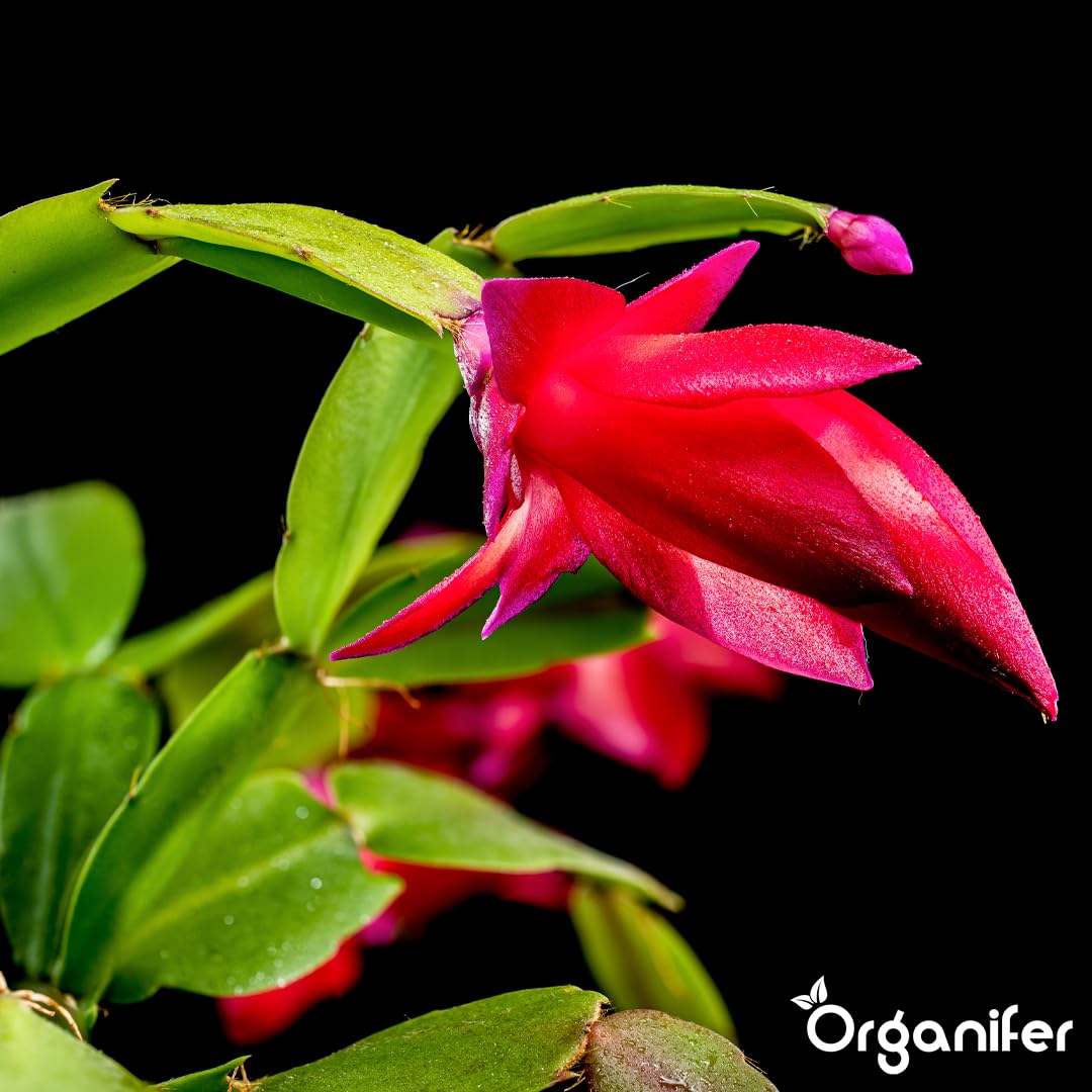 Weihnachtskaktus Flüssigdünger, 3L, Organisch, für Schlumbergera, Winterblüte, Vinassefrei