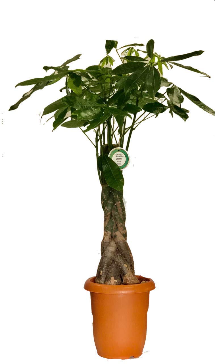 ⑤　パキラ　編み　8号特大苗木最高等級極上品‼️ Amazon｜PURIZA 観葉植物 パキラ 5本編み 8号 A級品 カゴ鉢カバー