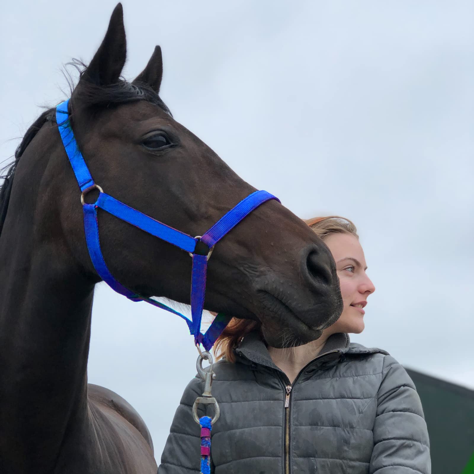 Brama West Halfter Set 'Wild Horses' - 5 Stück Pferdehalfter In Cob Größe Mit Galoppierenden Pferdemotiv