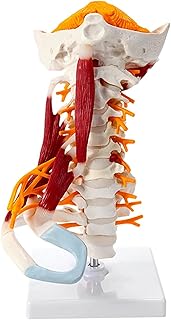 Human Cervical Spine Model with Muscle Nerve Brain Stem Occipital Spine Medical Teaching Bone Model Detachable Human Bone Specimen
