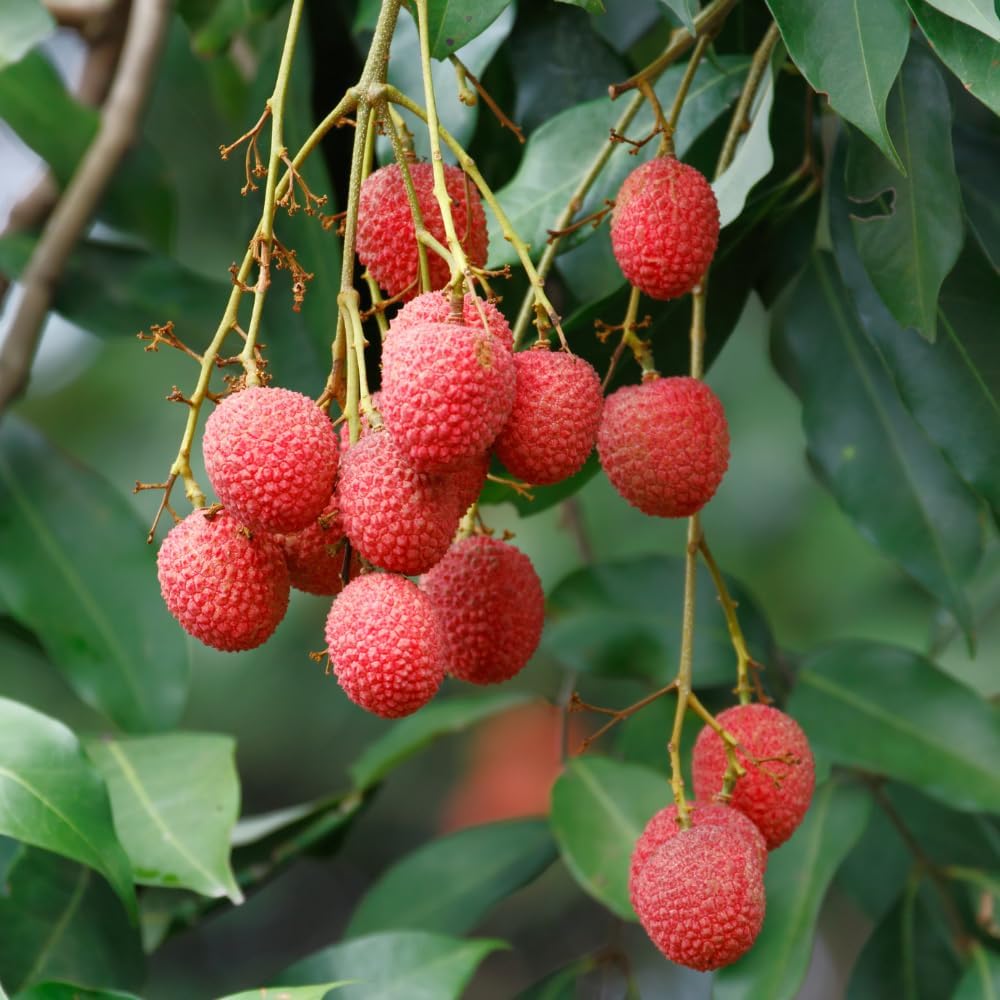 Lychee Fruit Tree, Litchi Plant Live 2 to 3 Feet Tall Well Rooted, Outdoor Planting, No Ship to CA