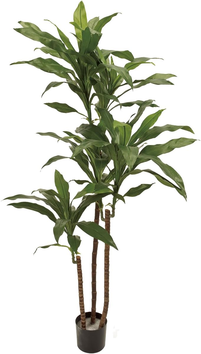 100 本物保証 直送 人工観葉植物 東京堂 グレイスカノンツリー6 5f Xv 返品 キャンセル 01 店舗ディスプレイ クリスマス飾り クリスマスツリー 手作り 材料 宅送 Ugs Ed Ao