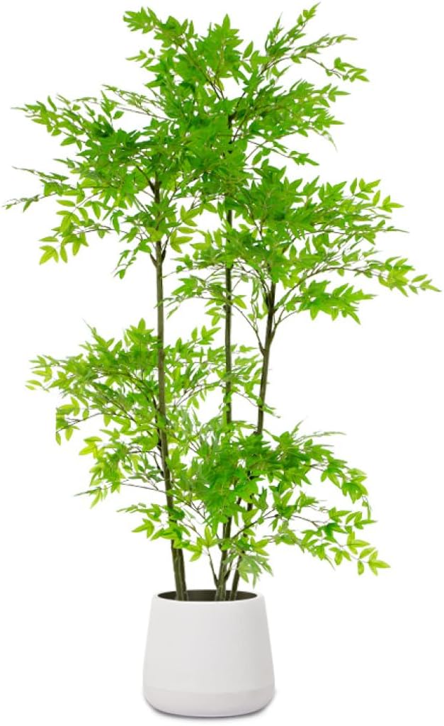 ブラヘアアルマータ 10号鉢つき 幹太❗シルバー❗ 超シルバーリーフの