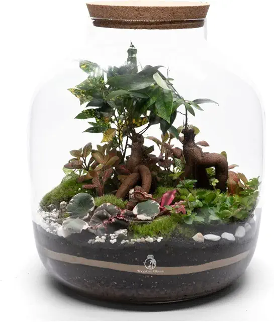 Extra Large Bonsai Terrarium Kit with LED Lid - Complete DIY Ecosystem
