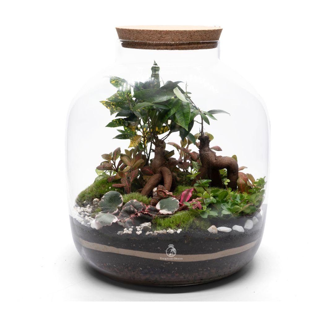 Extra Large Bonsai Closed Terrarium Kit H: 38 cm, The Ultimate Terrarium Kit with Plants Moss Glass Substrates Included, Step-by-step Guide, Great Gift idea (with LED Cork Lid)