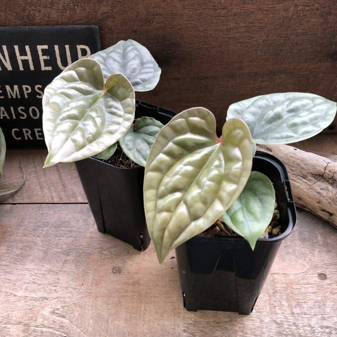Amazon｜アンスリウム ルクスリアンスAnthurium Luxurians 観葉植物