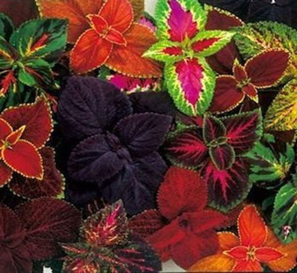 Nisargaa Coleus Flower Seeds (200 seeds) (B0B2FBQ1WK) Amazon Price History, Amazon Price Tracker