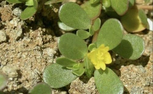 Miniatura 2 de Más de 1500 semillas de verdolaga Plantas verdes Semillas frescas de jardín