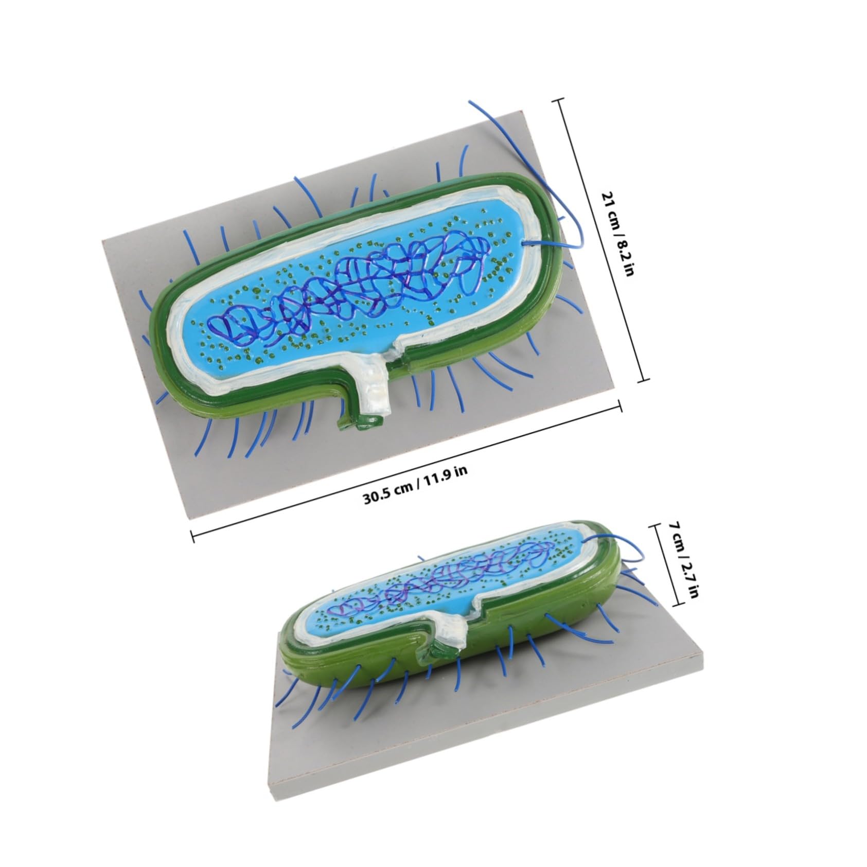Anatomico Cellulare in Pvc per Studio di Biologia Cellulare Struttura Realistica, Strumento Didattico per Laboratori e Uffici