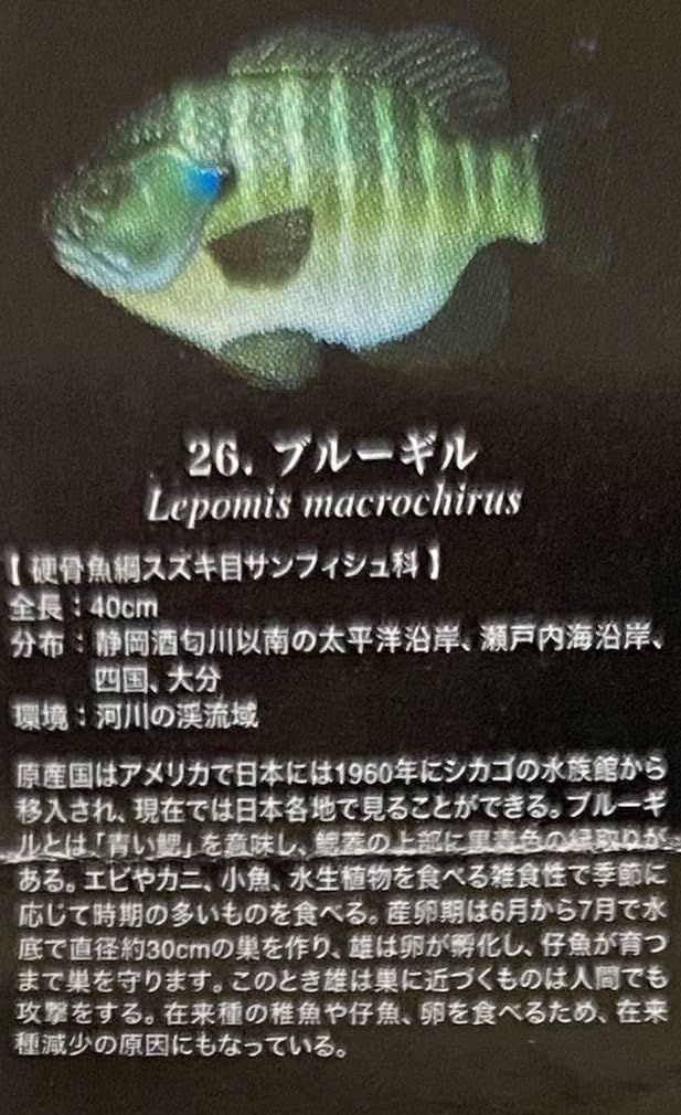 Amazon | ユージン 原色 淡水魚図鑑 Ⅱ 改訂版 3種 26 ブルーギル 30
