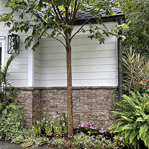 Capital Sky Non Rated Flat Stone Veneer (14.25 sq. ft. per Box) (Morning Aspen)